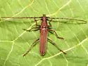 Aneflomorpha fisheri - photo 2