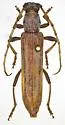 Aneflomorpha gilana