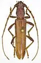 Aneflomorpha gilana - photo 2