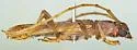 Aneflomorpha gilana - photo 4