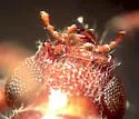 Aneflomorpha linearis