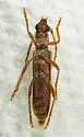 Aneflomorpha linearis - photo 2