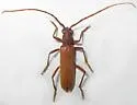 Aneflomorpha linearis - photo 3