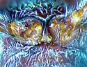 Aneflomorpha linearis - photo 4
