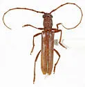 Aneflomorpha linearis - photo 5