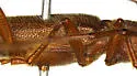 Aneflomorpha linsleyae - photo 3