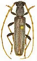 Aneflomorpha luteicornis