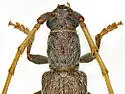 Aneflomorpha luteicornis - photo 2
