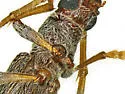 Aneflomorpha luteicornis - photo 3