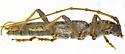 Aneflomorpha luteicornis - photo 4