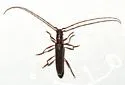 Aneflomorpha minuta - Aneflomorpha minuta