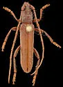 Aneflomorpha paralinearis - photo 2