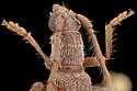 Aneflomorpha paralinearis - photo 3