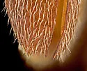 Aneflomorpha paralinearis - photo 4