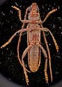 Aneflomorpha paralinearis - photo 5