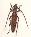 Aneflomorpha rectilinea - Aneflomorpha rectilinea