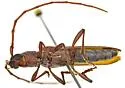 Aneflomorpha rectilinea - photo 2