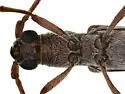 Aneflomorpha rectilinea - photo 3