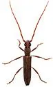 Aneflomorpha rectilinea - photo 4