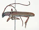 Aneflomorpha rectilinea - photo 5