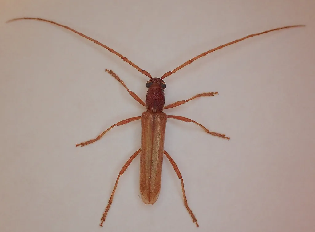 Aneflomorpha subpubescens - photo 2