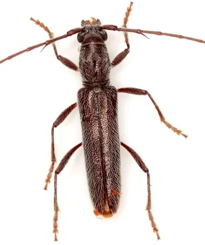 Aneflomorpha tenuis