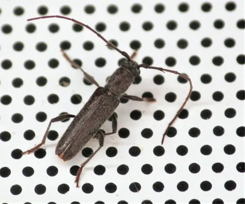 Aneflomorpha tenuis - photo 2