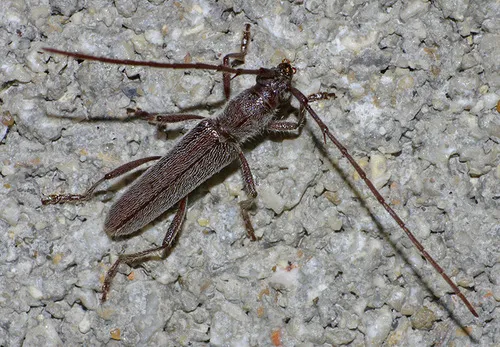 Aneflomorpha tenuis - photo 3