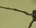 Aneflomorpha texana - photo 2