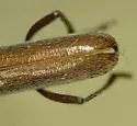 Aneflomorpha texana - photo 3