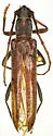 Aneflomorpha unispinosa - Aneflomorpha unispinosa