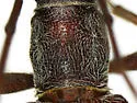 Aneflomorpha unispinosa - photo 3