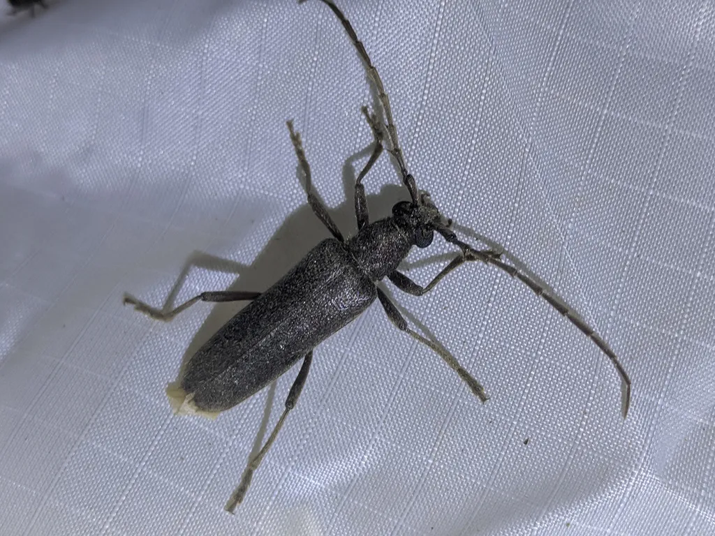 Aneflus calvatus - photo 2