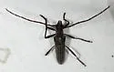 Aneflus levettei