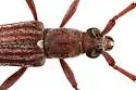 Aneflus levettei - photo 4
