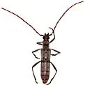 Aneflus levettei - photo 5