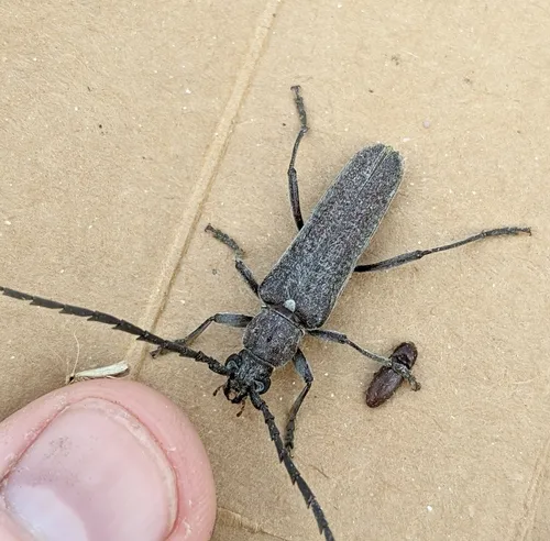 Aneflus obscurus