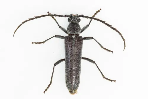 Aneflus obscurus - photo 2