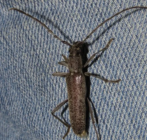 Aneflus obscurus - photo 4