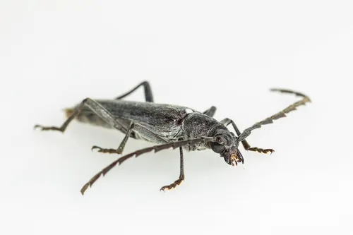Aneflus obscurus - photo 5