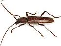Aneflus paracalvatus - photo 2