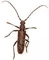 Aneflus paracalvatus - photo 3