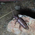 Aneflus paracalvatus - photo 5
