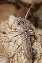 Aneflus prolixus - photo 2