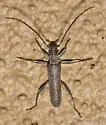 Aneflus prolixus - photo 5