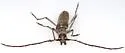 Aneflus protensus - photo 3