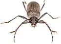 Aneflus protensus - photo 4