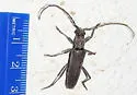 Aneflus sonoranus
