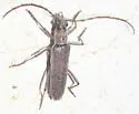 Aneflus sonoranus - photo 2