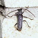 Aneflus sonoranus - photo 4